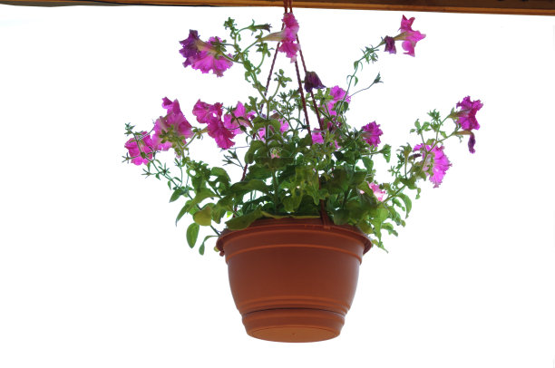 花盆里的好花图片下载