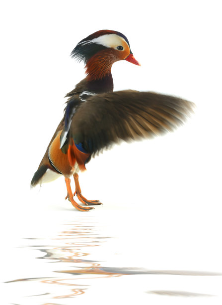 雄鸳鸯图片下载