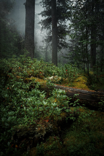 针叶林中的针叶树。野生动物西伯利亚。俄罗斯图片下载
