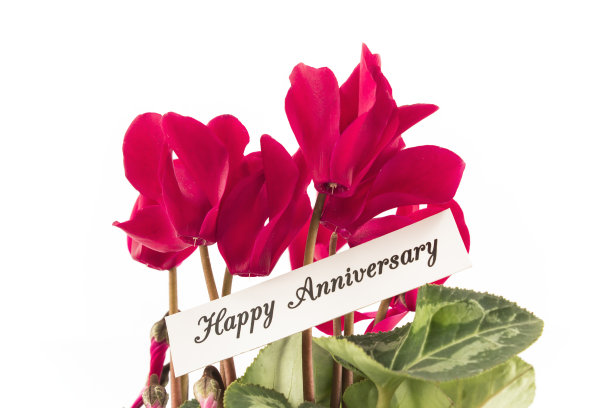 周年快乐卡片和仙客来花束图片下载