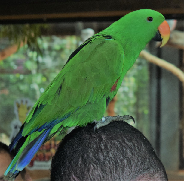 绿鹦鹉图片下载
