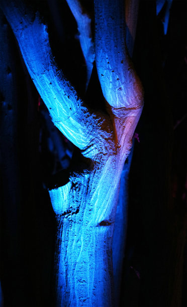 夜间树干特写图片下载