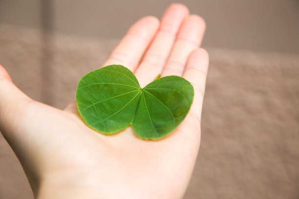 手握绿叶心形图片下载