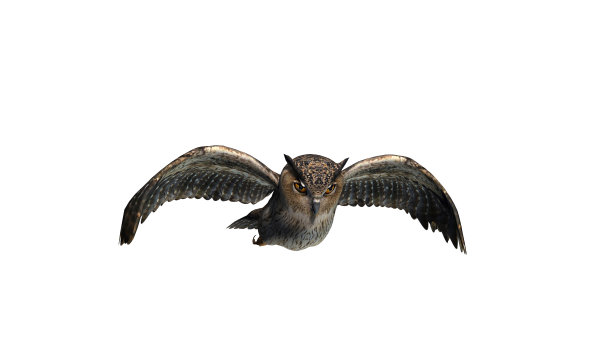 猫头鹰-孤立在白色背景图片下载