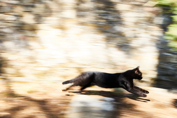 奔跑的猫在打猎图片下载