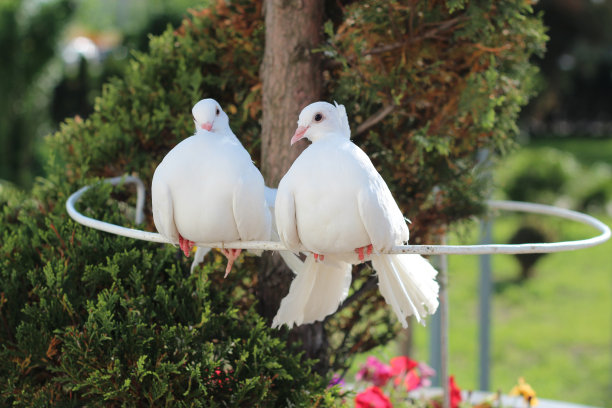 两只美丽的白鸽，象征着和平与爱图片下载