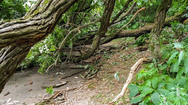 树倒在人行道上图片下载