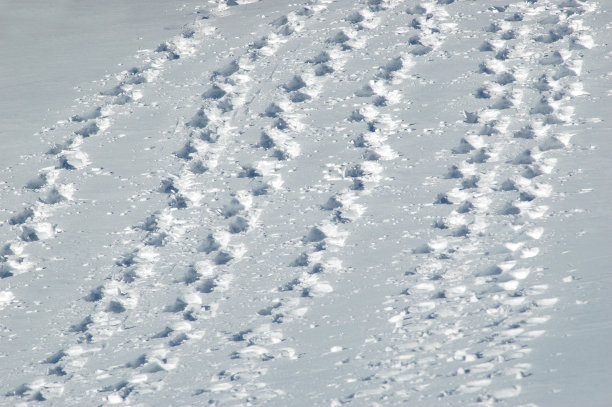 雪中的痕迹图片下载