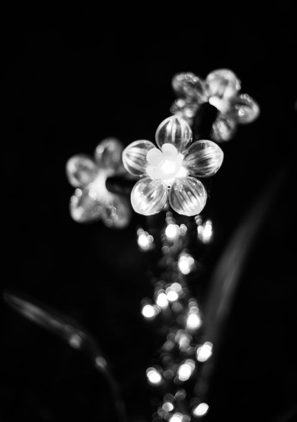 单调的花图片下载