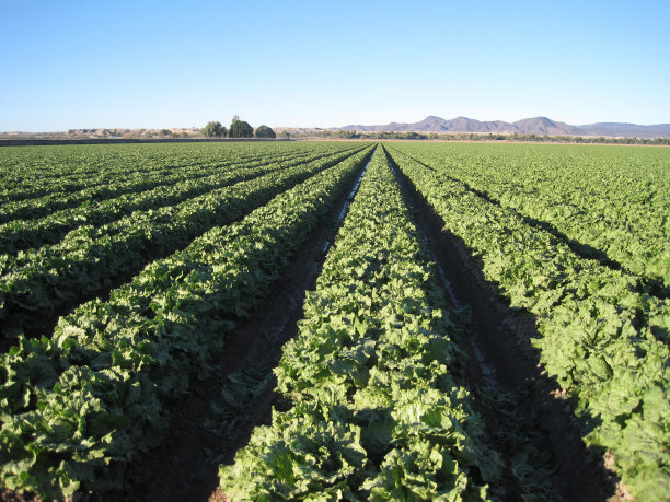 春季种植的生菜田图片下载