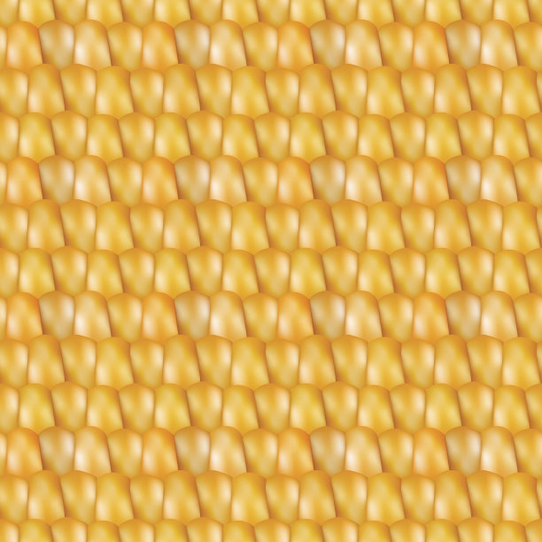 逼真纹理玉米矢量素材图片下载