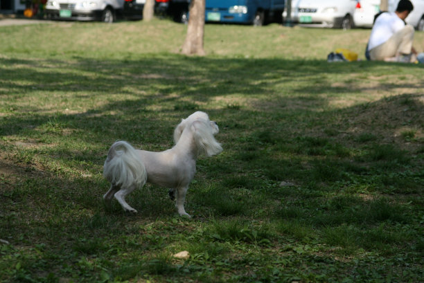 我的狗狗图片下载
