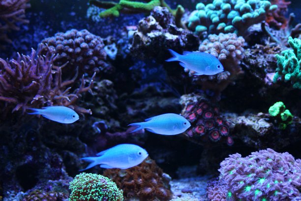 蓝色铬图片下载