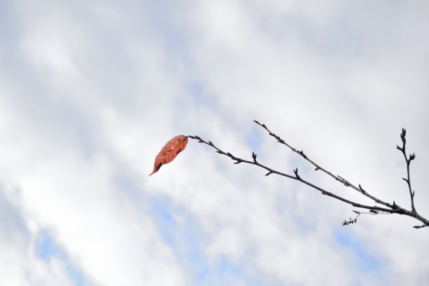 最后的叶子。图片下载