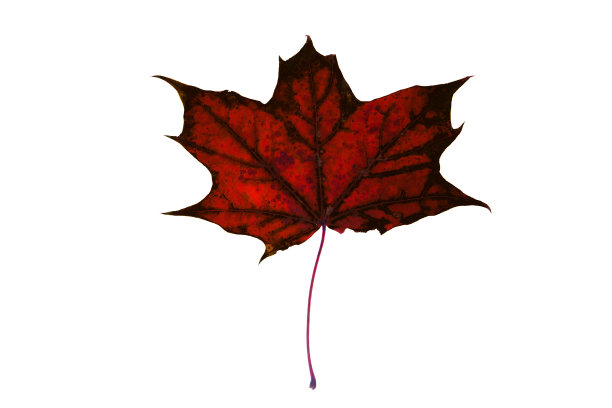 白色的背景上，五颜六色的老秋枫叶。图片下载