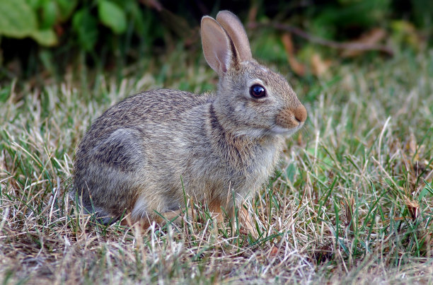 可爱的兔子图片素材ID：137139412