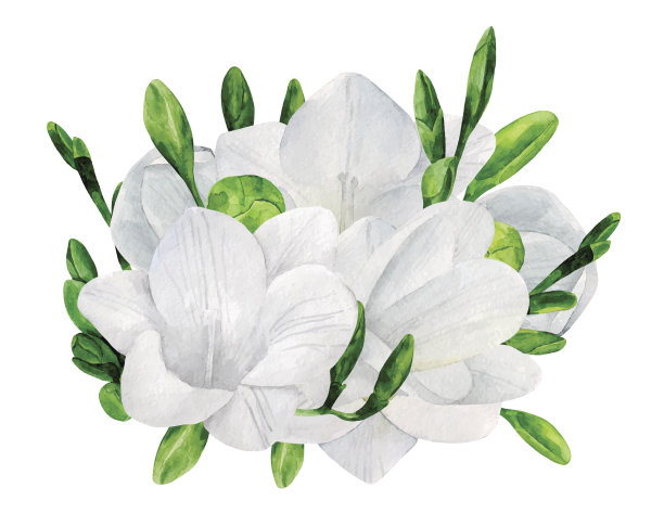 水彩婚礼小苍兰花束向量。白花剪辑艺术图片下载