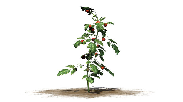 在沙地上种植番茄，在白色背景上隔离图片下载