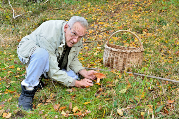 老了。一个重要的人在采摘藏红花乳帽蘑菇图片下载