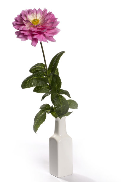 白色背景上的大丽花图片下载