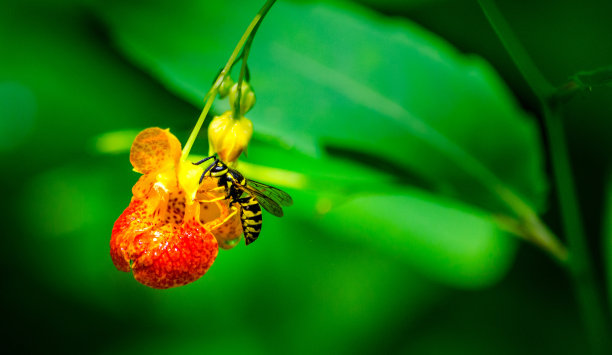 花上的黄蜂图片下载
