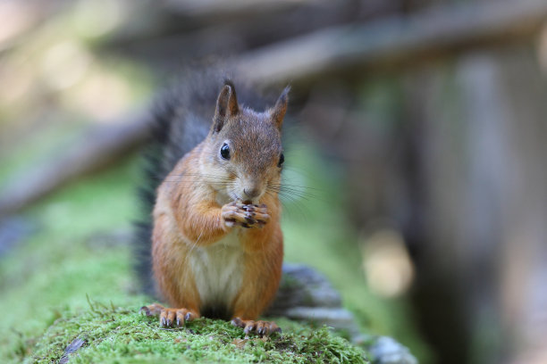 红松鼠素材图片