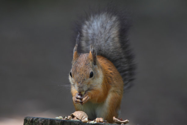 红松鼠素材图片
