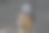 红松鼠素材图片