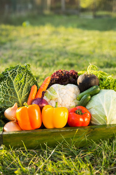 新鲜的有机蔬菜图片下载