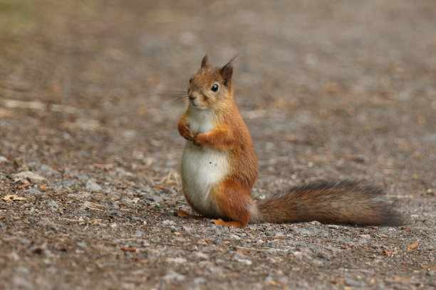 红松鼠素材图片