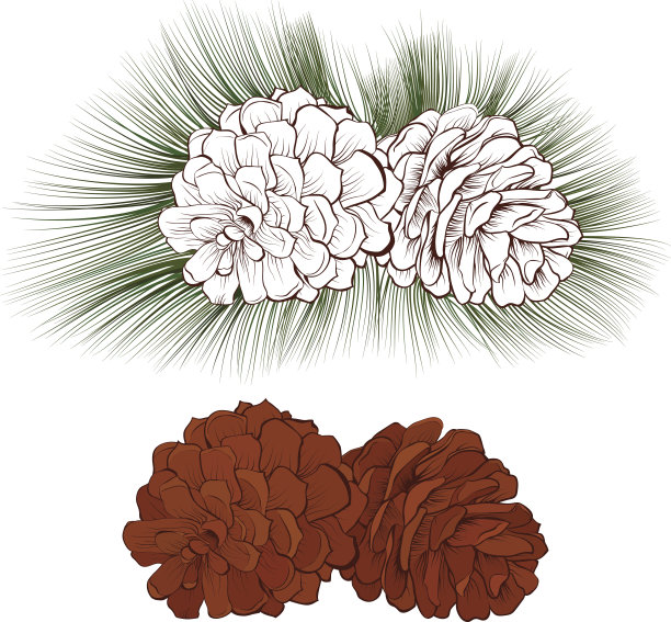 松果矢量图孤立图片下载