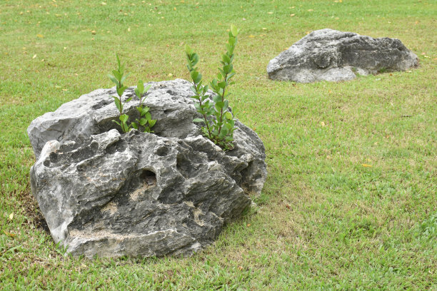 小的树图片下载