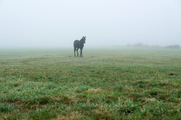 孤独的黑马在朦胧的草地上。Geesteren。Achterhoek。格尔德兰。图片下载
