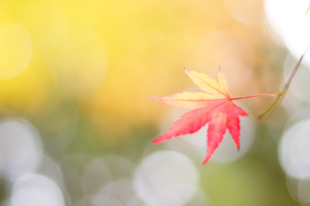 秋天的落叶图片下载