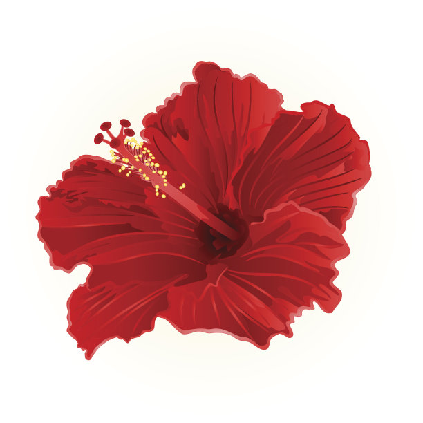 红色木槿简单载体图片下载