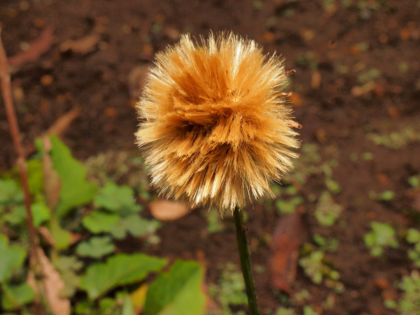 田间枯萎植物特写图片下载