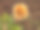 田间枯萎植物特写图片下载
