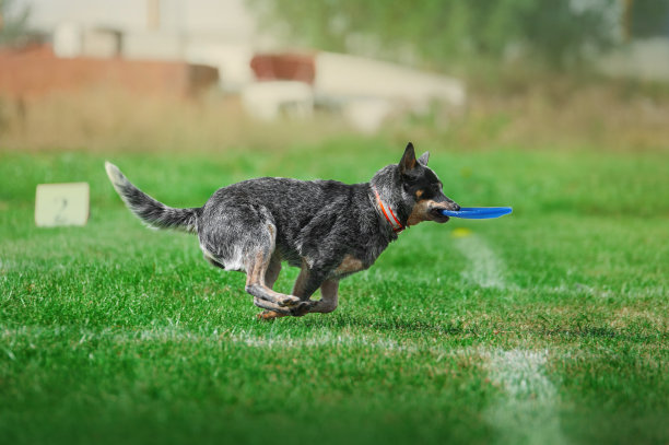 狗带着塑料盘在绿色草地上奔跑图片下载