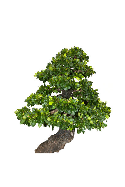 白色背景上的盆景。图片下载