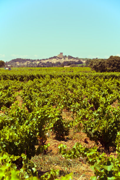 普罗旺斯的葡萄园图片下载