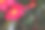 山茶花图片素材ID：137235904