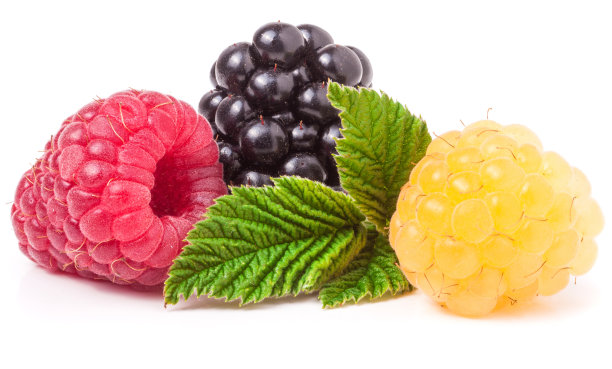 树莓和黑莓，叶子孤立在白色背景上图片下载