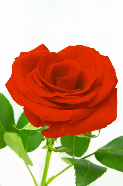 红玫瑰图片下载