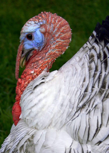 土耳其的肖像图片下载