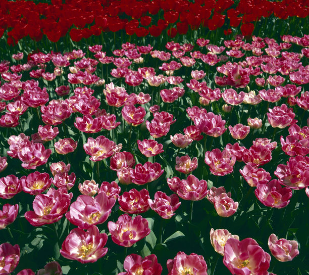 郁金香领域图片下载