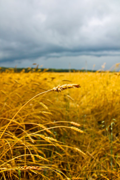 麦田图片下载