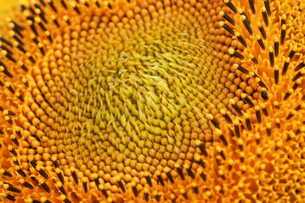 向日葵头上有很多种子图片下载