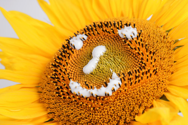 微笑的向日葵孤立图片下载