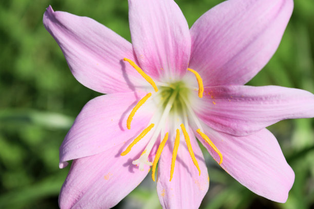 美丽的粉红色的花生长在花园里图片下载