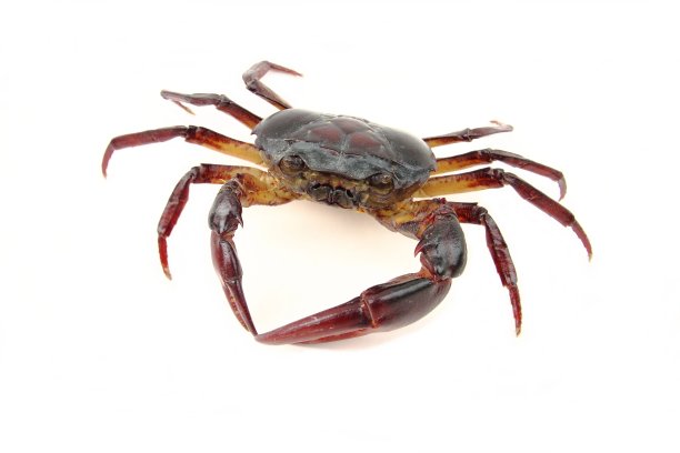 蟹图片下载